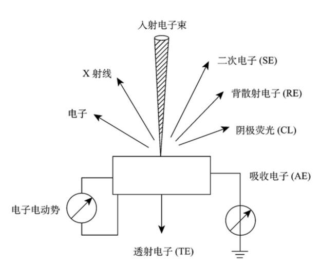 扫描电镜的结构及工作原理