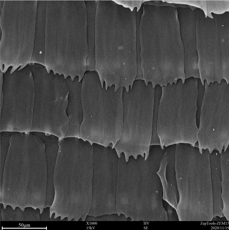 台式扫描电镜1000倍下的飞蛾翅膀 BY ZEM15