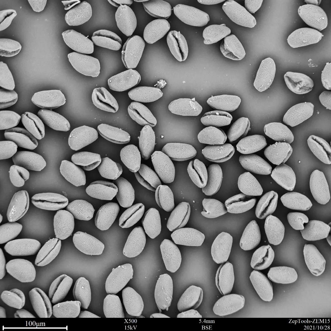 台式扫描电镜500倍下的葱莲花粉