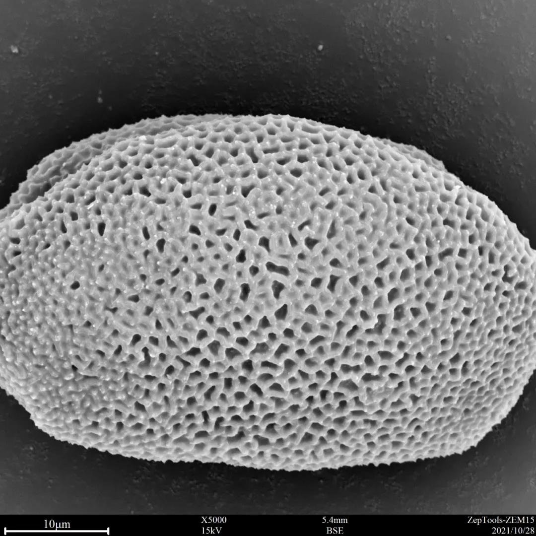 台式扫描电镜5000倍下的葱莲花粉
