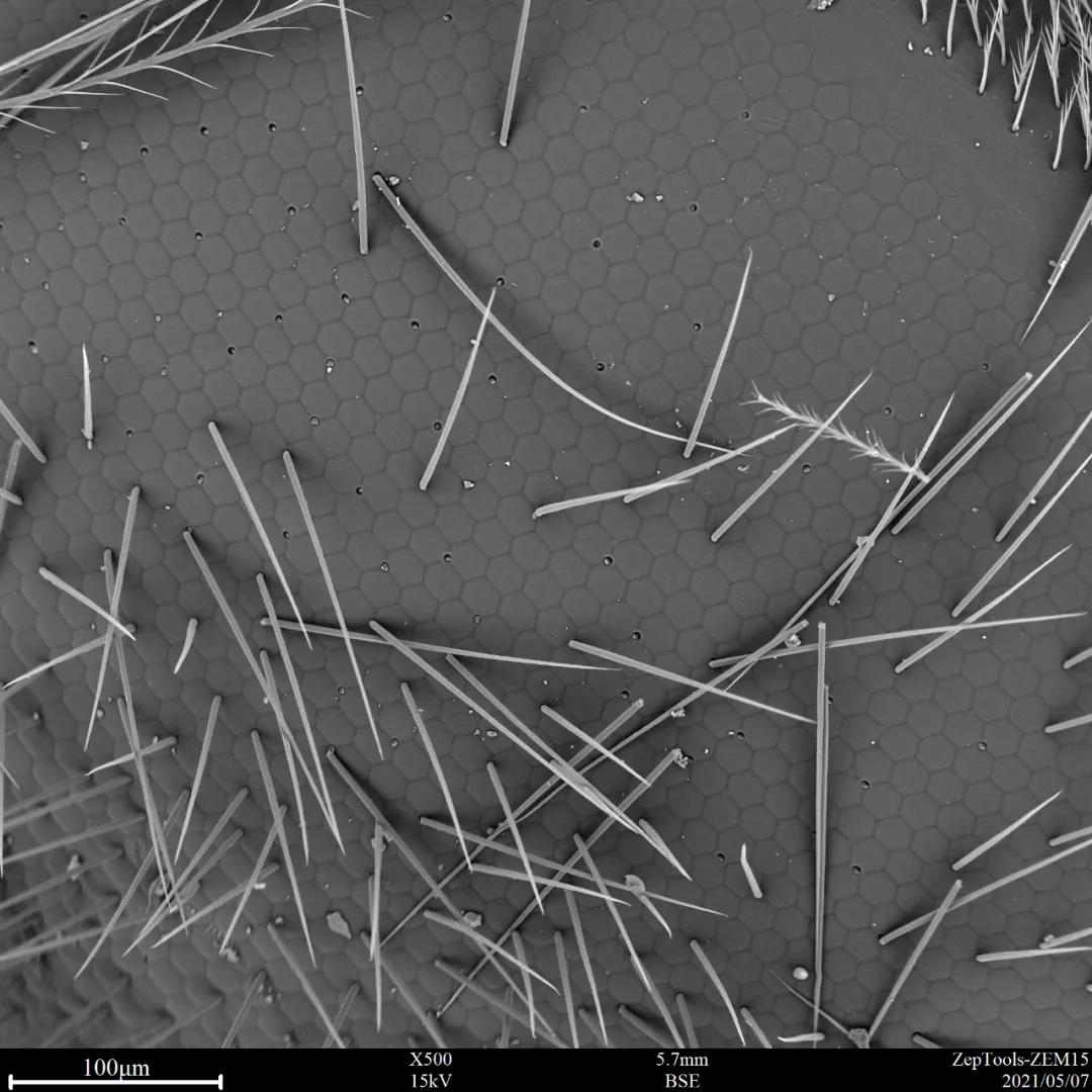 扫描电镜观察蜜蜂的复眼