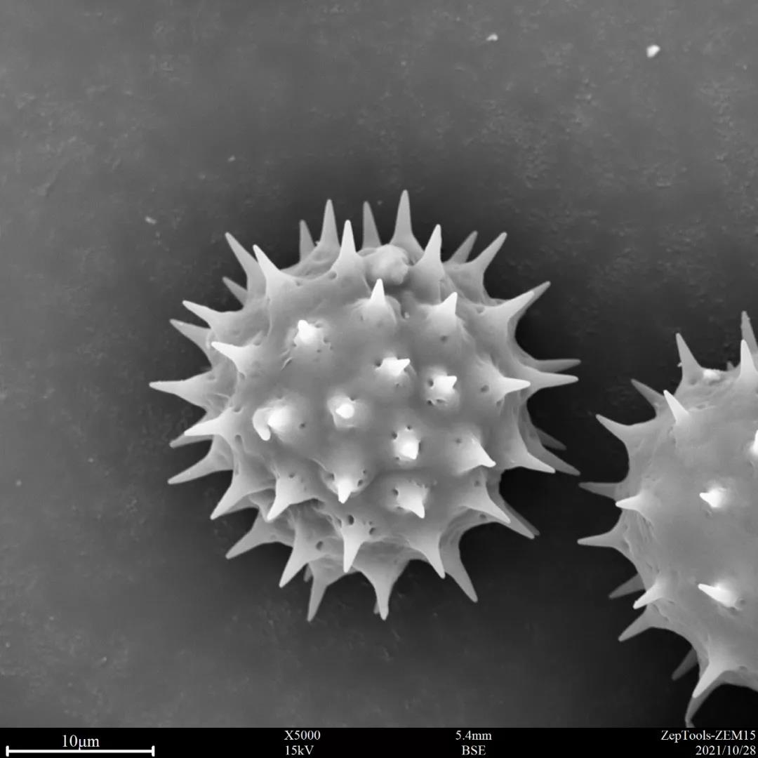 台式扫描电镜5000倍下的黄秋英花粉