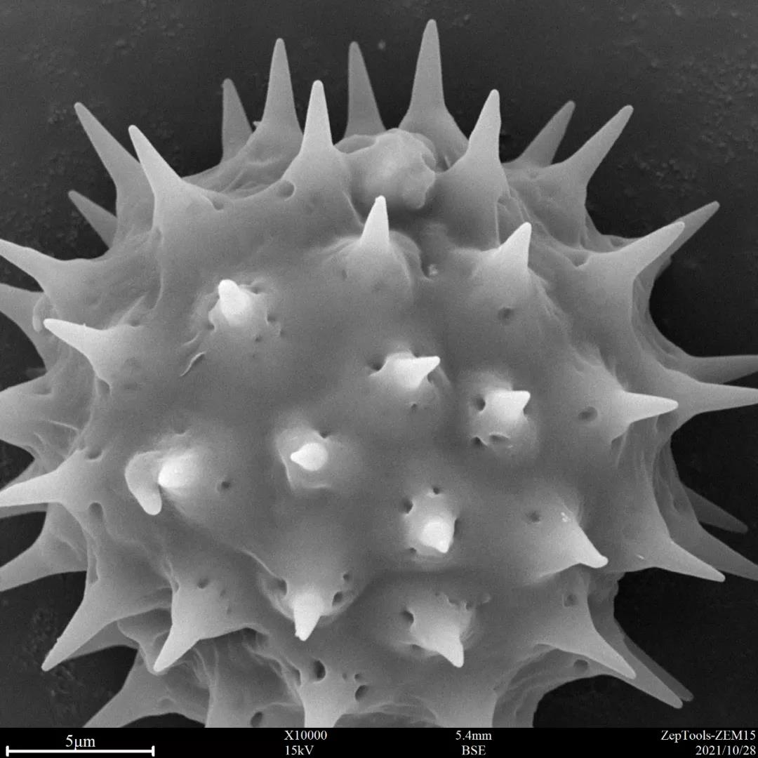 台式扫描电镜1万倍下的黄秋英花粉