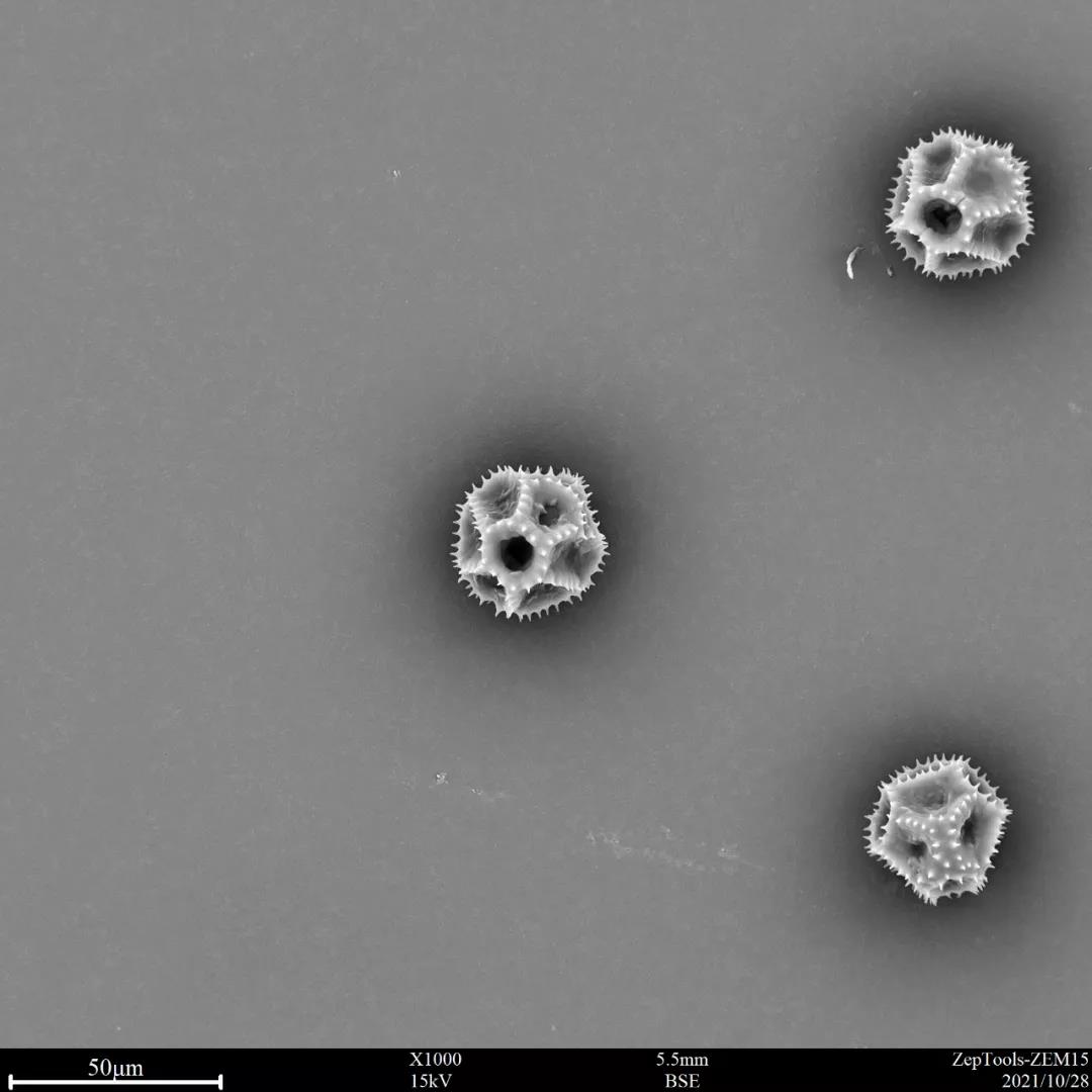 台式扫描电镜翅果菊花粉